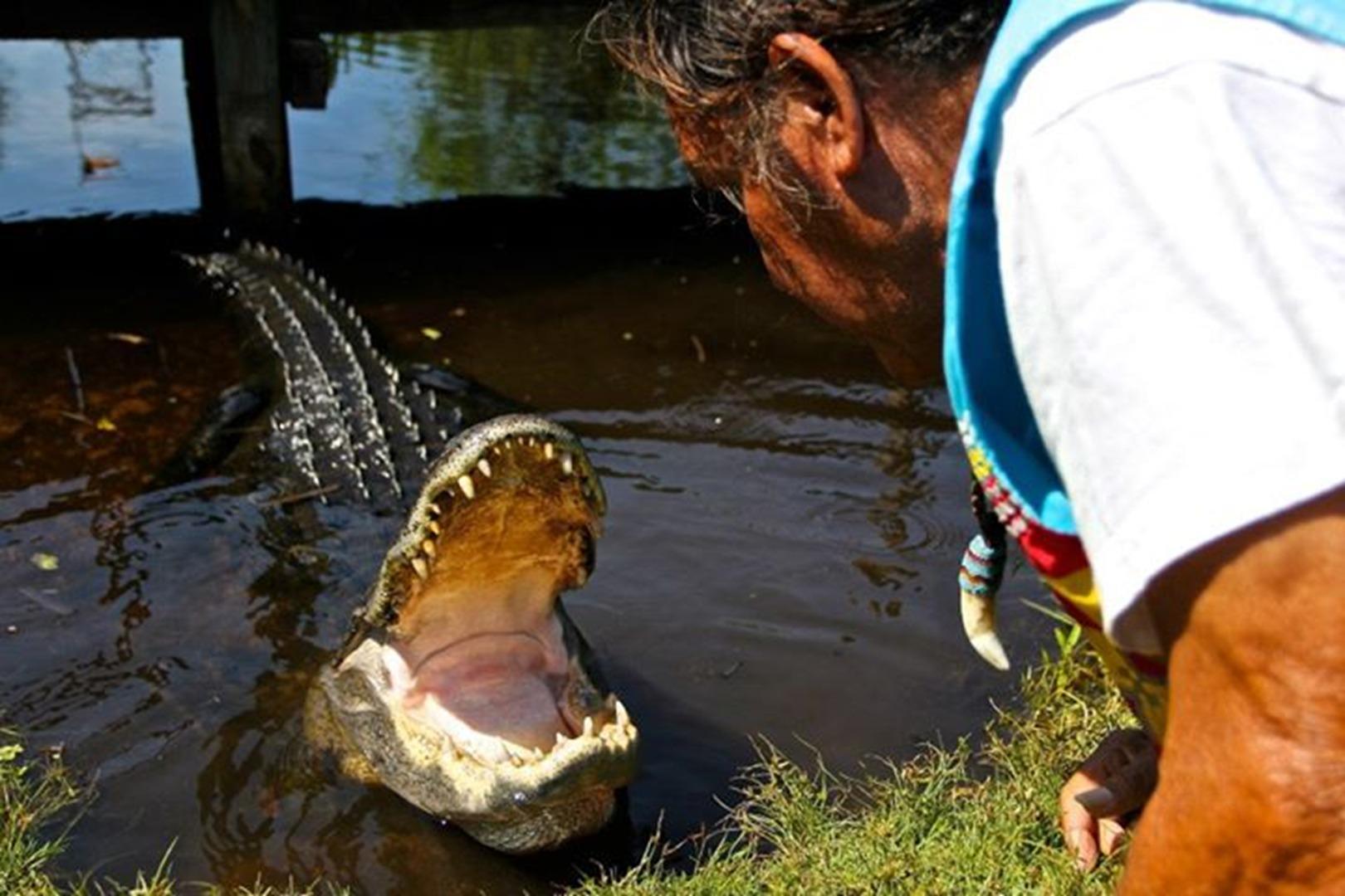 Buffalo Tiger's Airboat Tours Everglades Miami10Best